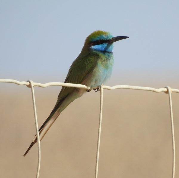 kleine groene bijeneter2 Kopie
