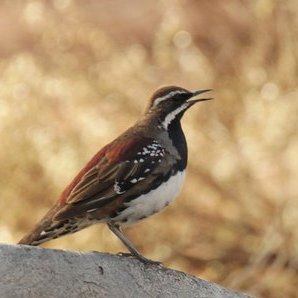 Chestnut Quail thrush Kopie
