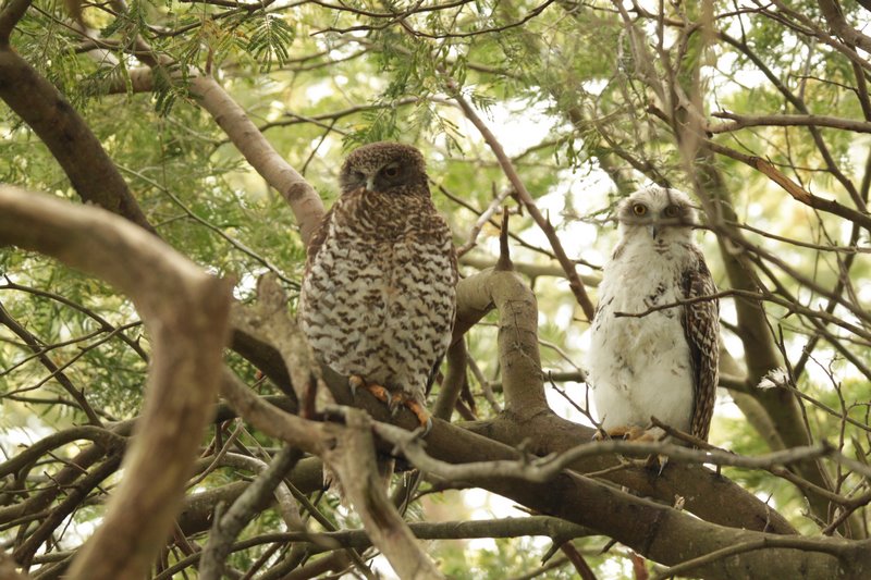 Powerful Owl 2 Kopie