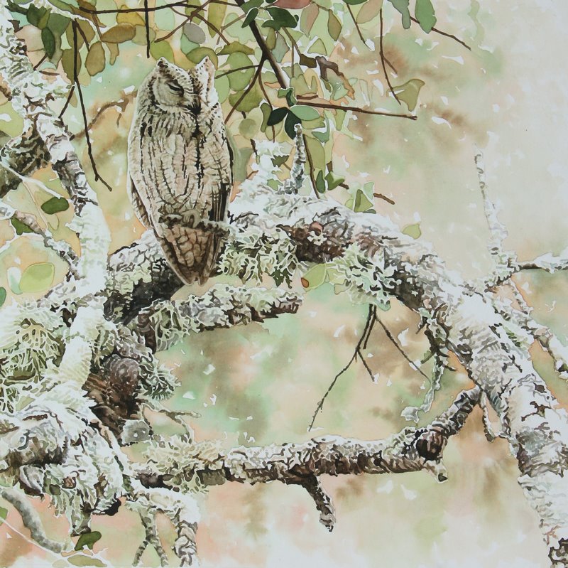 Scops Owl