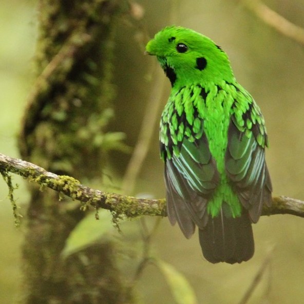 Whiteheads broadbill 3