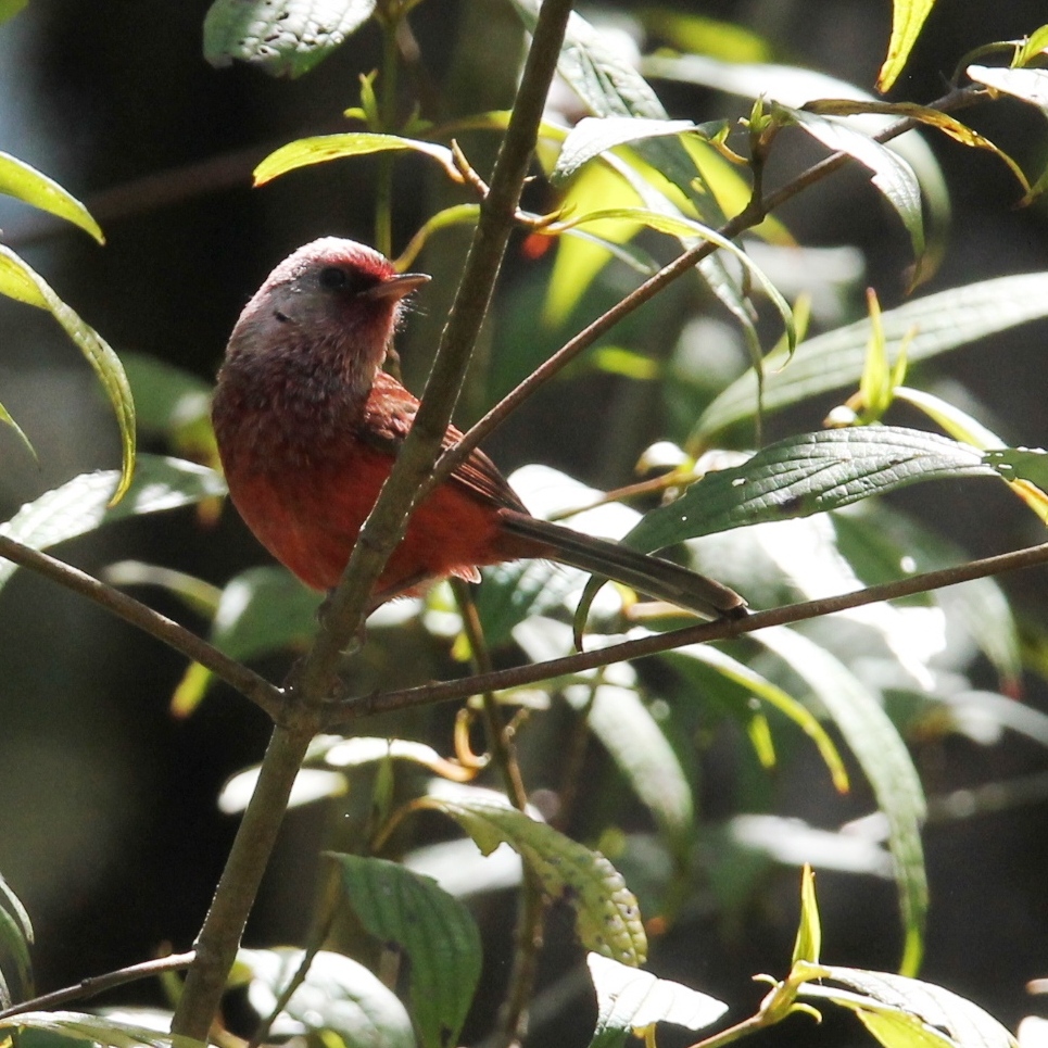 pink headed warbler